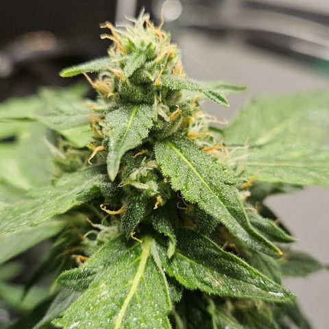 Pineapple Express Auto growlog timeline photo