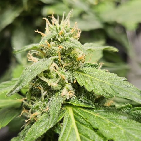 Pineapple Express Auto growlog timeline photo