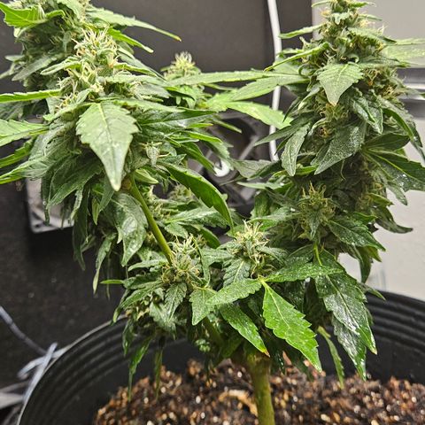 Pineapple Express Auto growlog timeline photo
