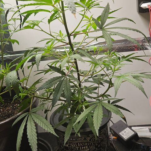 Gorila clone growlog timeline photo