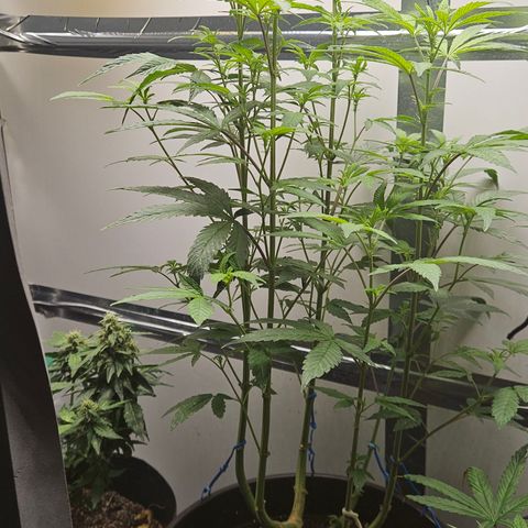 Terple growlog timeline photo
