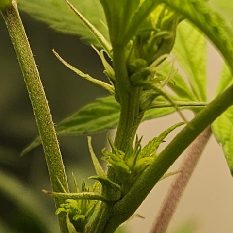 Terple growlog timeline photo