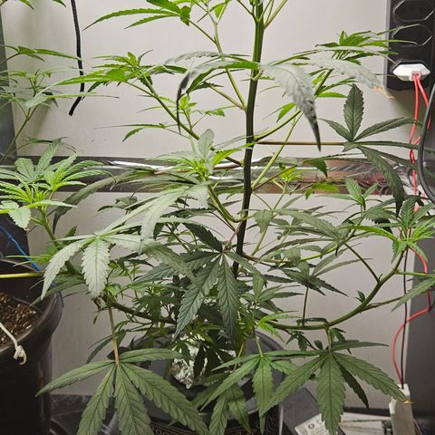 Gorila clone growlog timeline photo