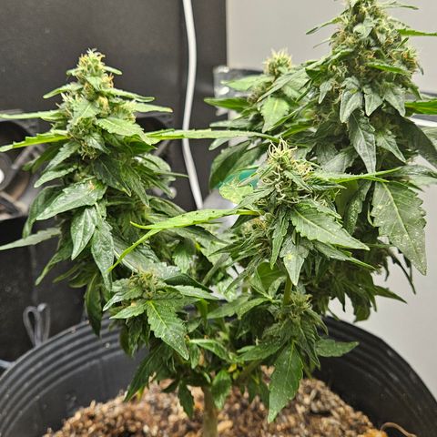 Pineapple Express Auto growlog timeline photo