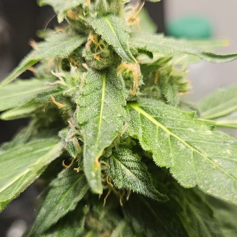 Pineapple Express Auto growlog timeline photo