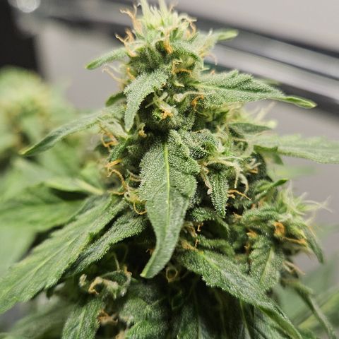 Pineapple Express Auto growlog timeline photo