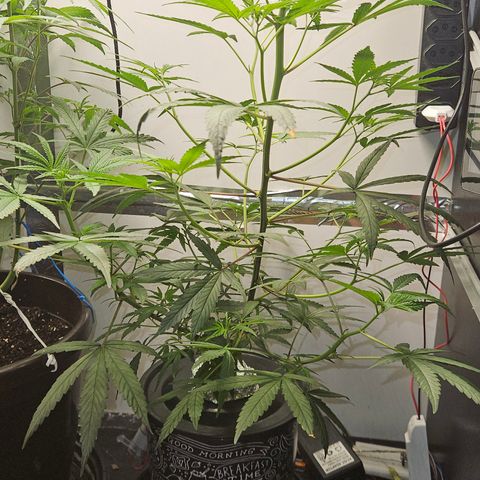 Gorila clone growlog timeline photo