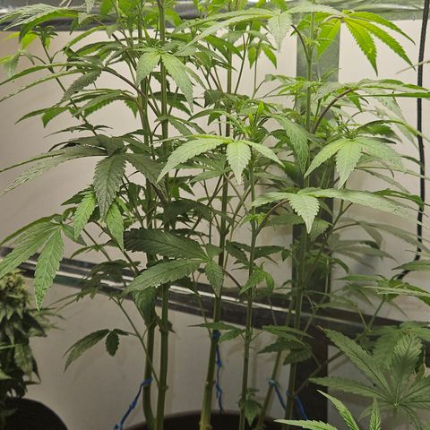 Terple growlog timeline photo