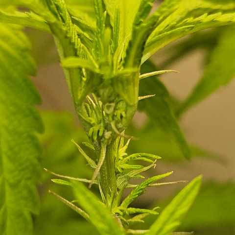Terple growlog timeline photo