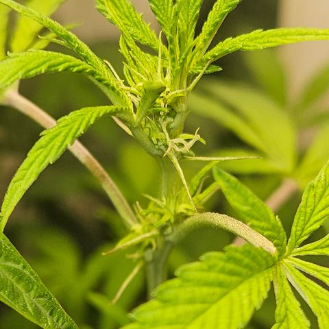 Terple growlog timeline photo