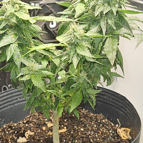 Pineapple Express Auto growlog timeline photo