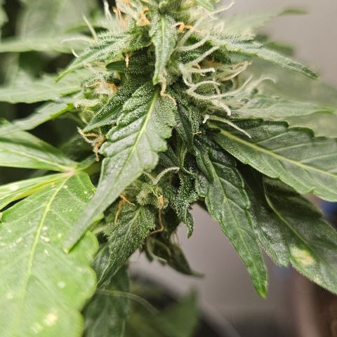Pineapple Express Auto growlog timeline photo