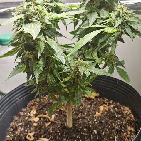 Pineapple Express Auto growlog timeline photo