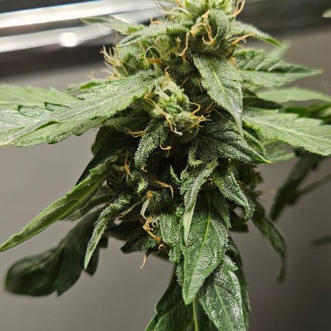 Pineapple Express Auto growlog timeline photo