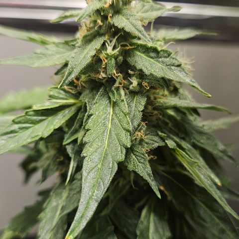 Pineapple Express Auto growlog timeline photo