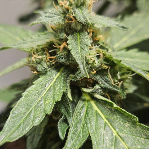 Pineapple Express Auto growlog timeline photo