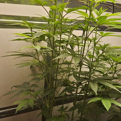 Terple growlog timeline photo