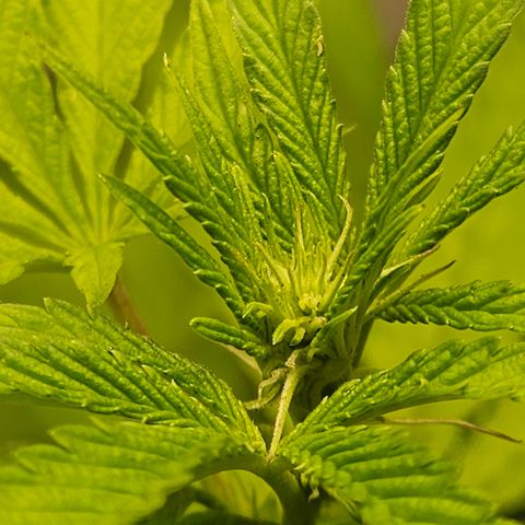 Terple growlog timeline photo