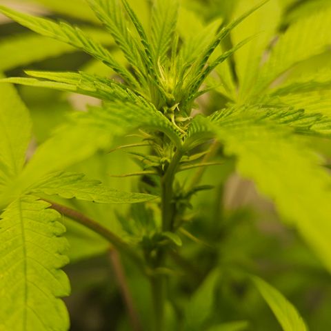 Terple growlog timeline photo