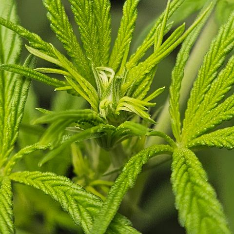 Gorila clone growlog timeline photo