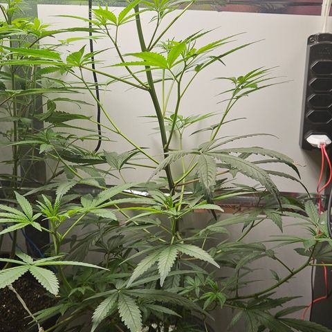 Gorila clone growlog timeline photo