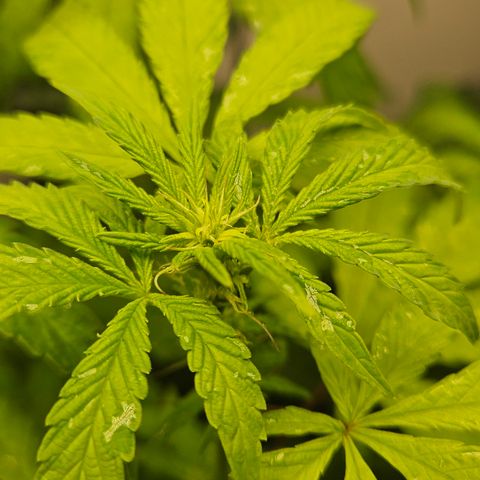 Terple growlog timeline photo