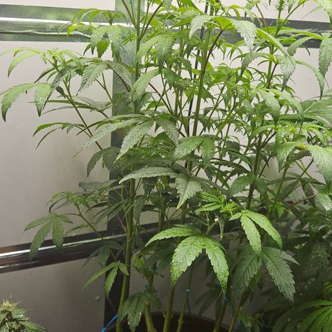 Terple growlog timeline photo