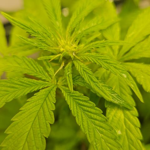Terple growlog timeline photo