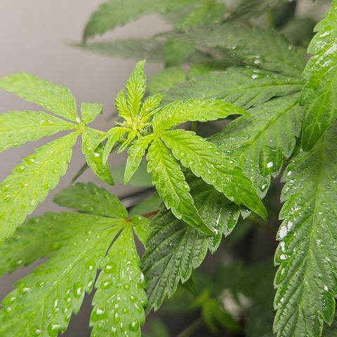 Terple growlog timeline photo