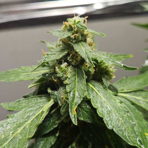Pineapple Express Auto growlog timeline photo