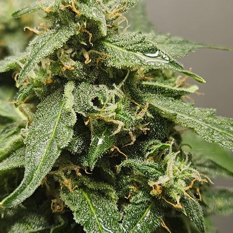 Pineapple Express Auto growlog timeline photo