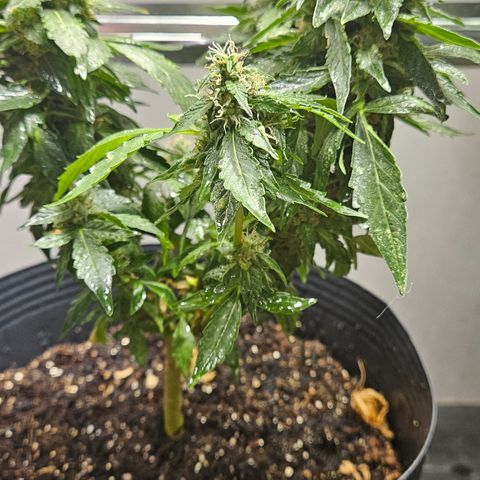 Pineapple Express Auto growlog timeline photo