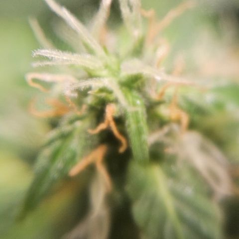 Pineapple Express Auto growlog timeline photo