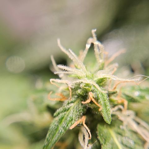 Pineapple Express Auto growlog timeline photo