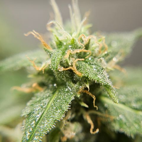 Pineapple Express Auto growlog timeline photo