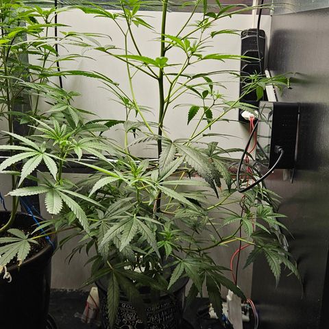 Gorila clone growlog timeline photo