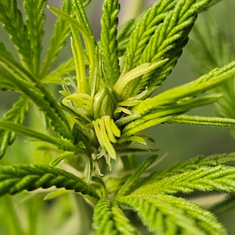 Gorila clone growlog timeline photo