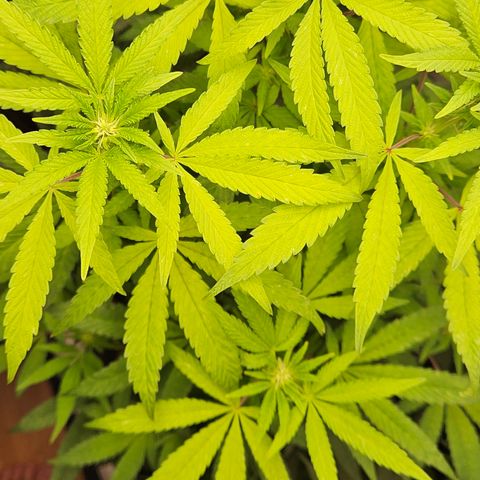 Terple growlog timeline photo