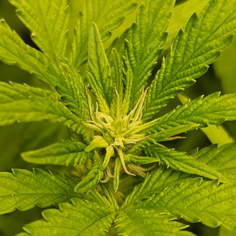 Terple growlog timeline photo