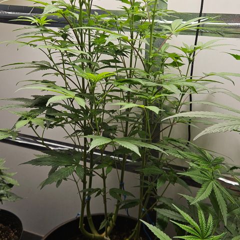 Terple growlog timeline photo