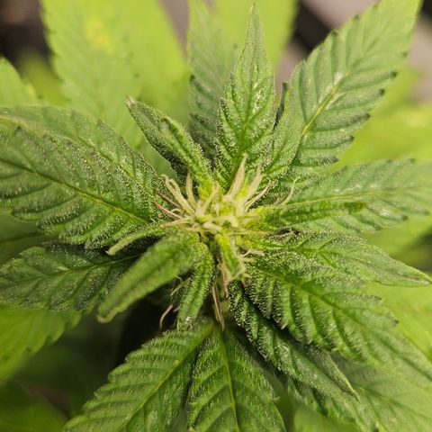 Terple growlog timeline photo