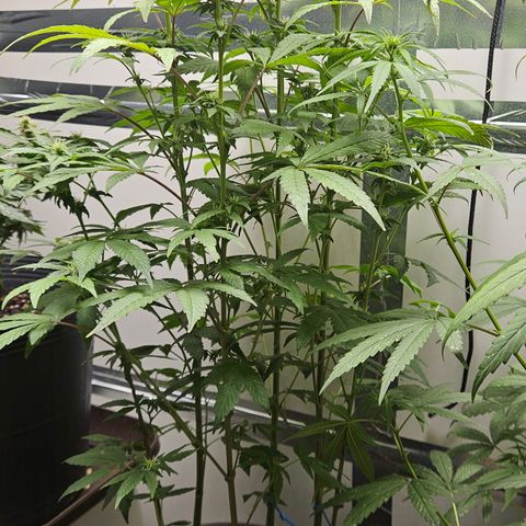 Terple growlog timeline photo