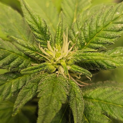 Terple growlog timeline photo