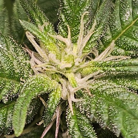 Terple growlog timeline photo
