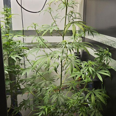 Gorila clone growlog timeline photo