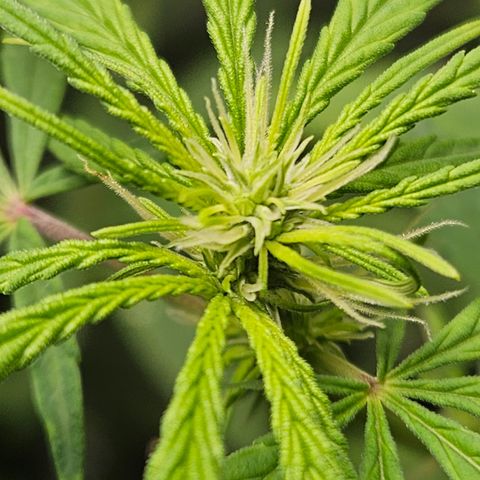 Gorila clone growlog timeline photo