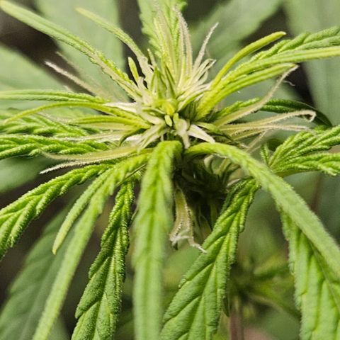 Gorila clone growlog timeline photo