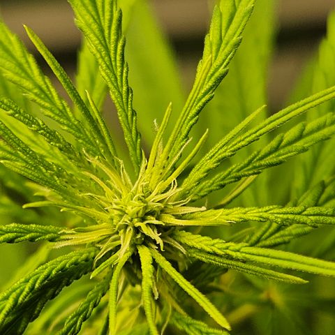 Gorila clone growlog timeline photo