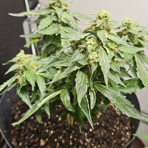 Pineapple Express Auto growlog timeline photo
