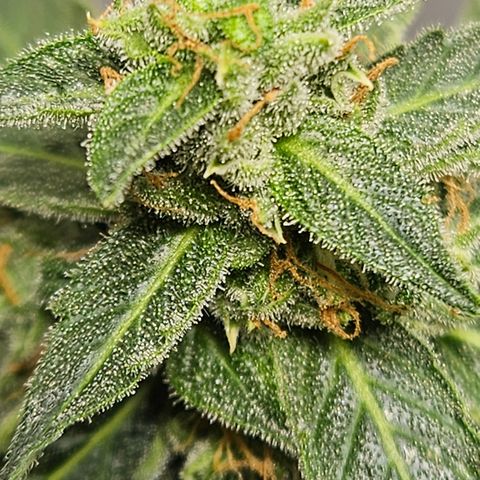 Pineapple Express Auto growlog timeline photo